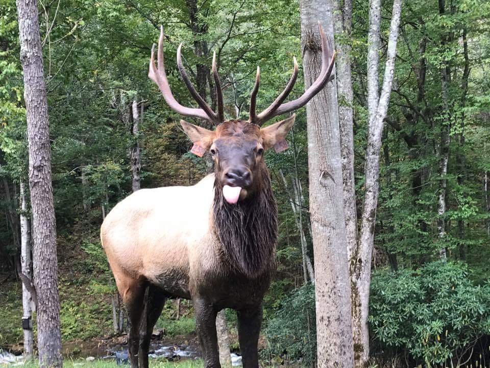 Elk